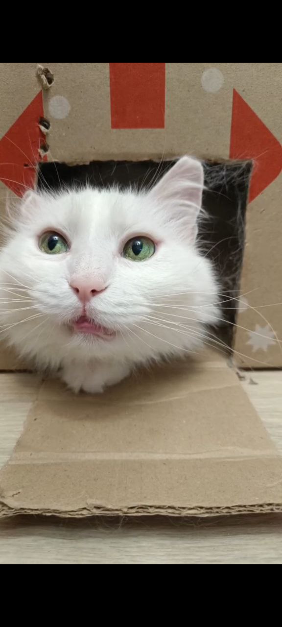Basya looking out from a box