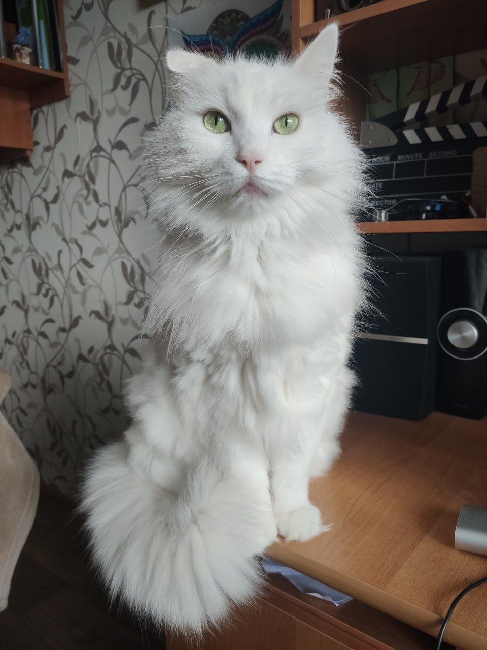 Basya sitting at the studio desk