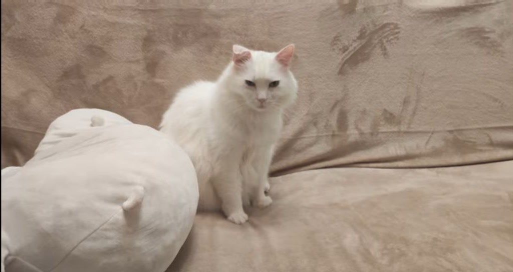 Basya, the white cat behind Basya Entertainment